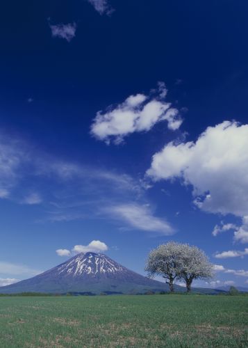 MtYotei in spring