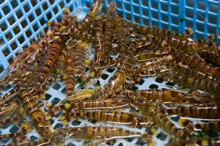 Japanische Tiger Prawns 