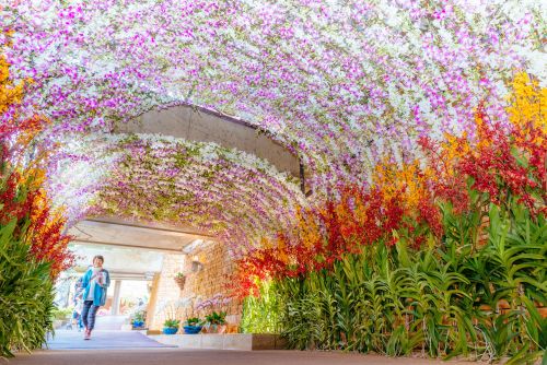 Kreuzgang von Orchideen (c) Okinawa International Orchid Show