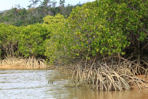 Die schwarze Mangrove, eine Art von Mangroven, die hier heimisch ist