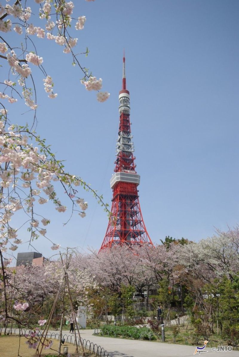 Tokyo Tower mit Sakura