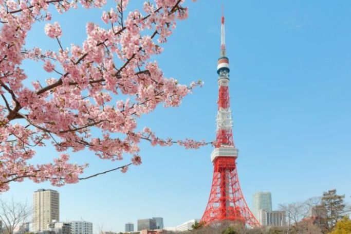 Tokyo Tower mit Kirschblüten