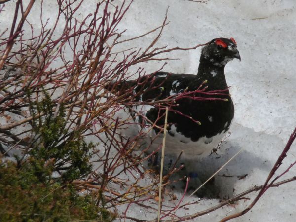 Raichō- Schneehuhn