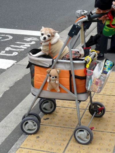 Fashion Dog in Tokyo