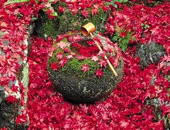 Saga Onrian Saga Onrian